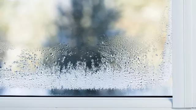 カビ発生の5つの初期兆候：なぜ無視してはいけないのか