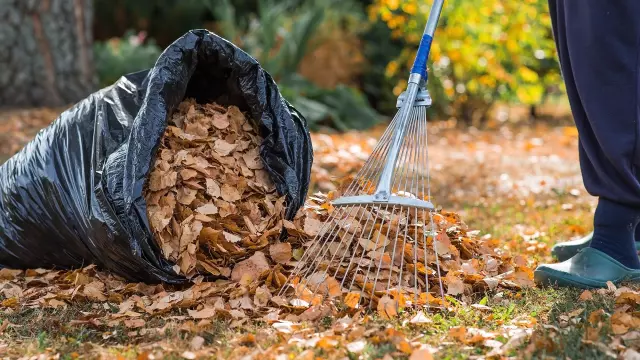 The Hidden Fall Lawn Care Mistake: Why Your Cleanup Strategy Might Be Hurting Your Grass