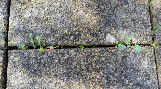 Ditch the Vinegar — This Kitchen Staple is the Ultimate Trick for Clearing Weeds Between My Pavers