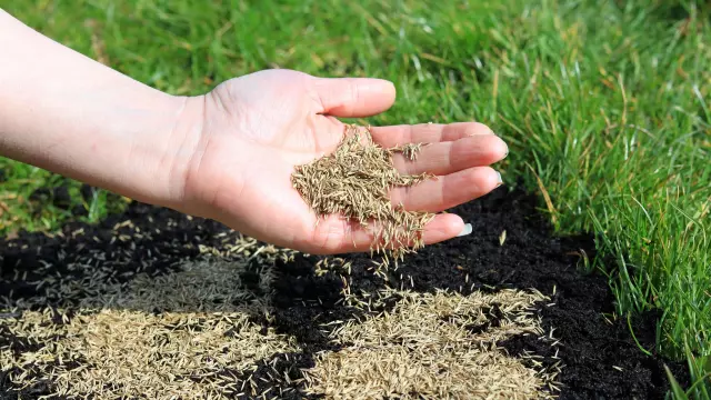 How long does grass seed take to sprout? The exact timeline and 3 ways to speed it up