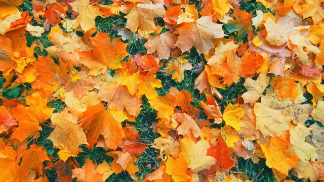 Don’t Clear Those Fallen Leaves: The Free Fall Hack That Stops Weeds in Their Tracks