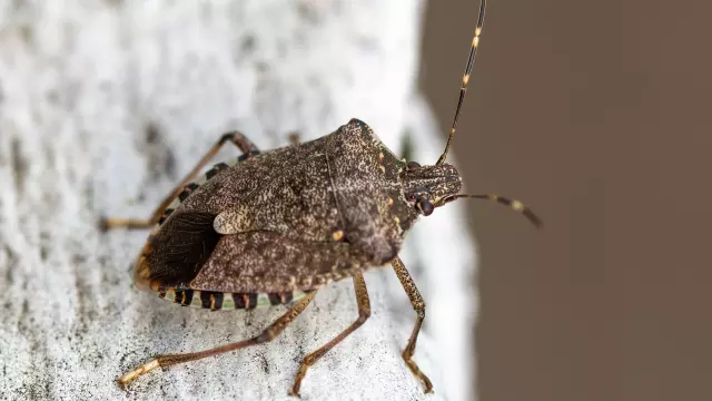 Why Are Stink Bugs Moving Into Your House — and How to Stop Them