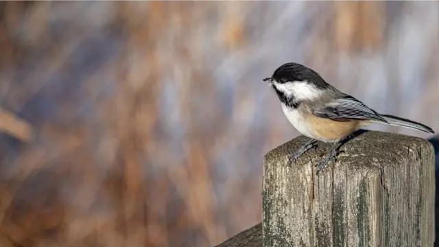 Stop Buying Filler Seed: What Chickadees Actually Need to Survive a Cold Snap