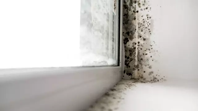 あなたの浴室には黒カビが生えていませんか？専門家が3つの兆候と対処法を解説します。